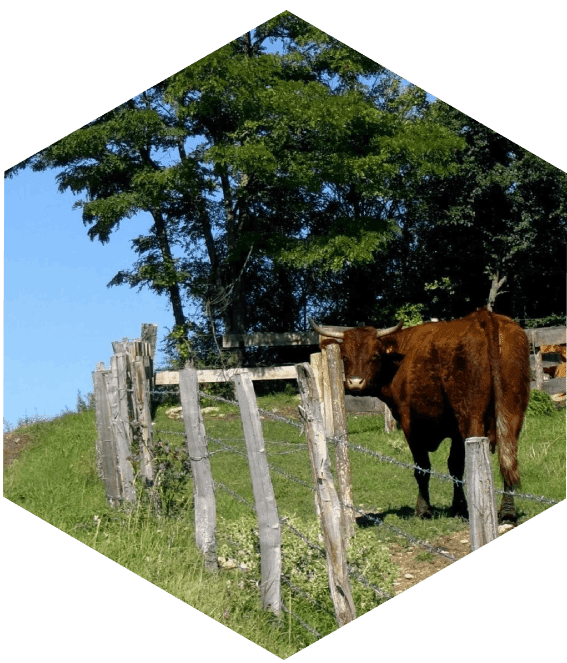 A cow standing in the grass near a fence.